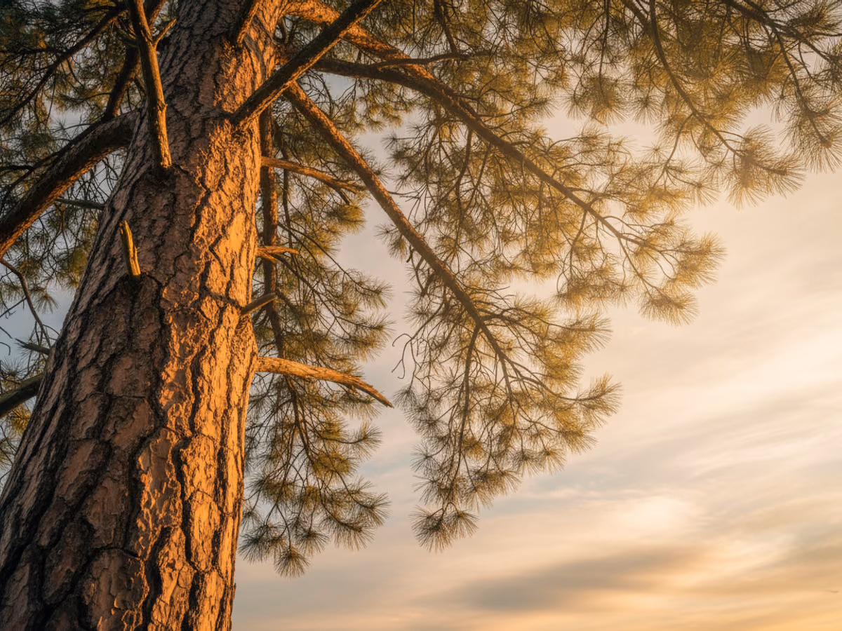 View straight up through an airy, freshly thinned pine canopy with sunlight breaking between the branches